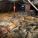 Thumbnail image of Crawl space with standing water, torn vapor barrier, and visible moisture accumulation requiring drainage, moisture control, and encapsulation to restore a dry, healthy environment.