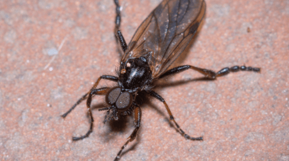 Close-up of a dark winged fly with large compound eyes and long legs resting on a reddish textured surface; detailed, naturalistic view.