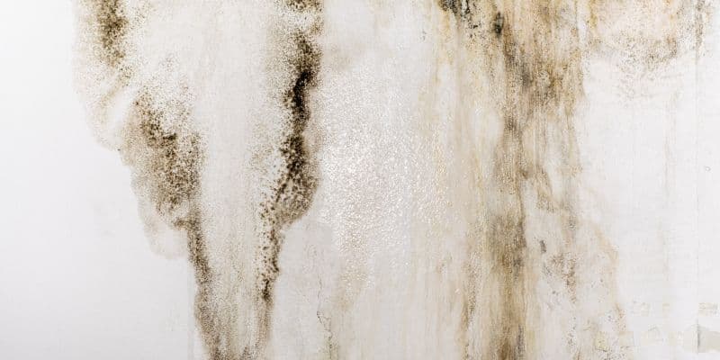 Abstract close-up of dark mold and water stains spreading across a white, weathered wall, creating a gloomy, aged, organic texture.
