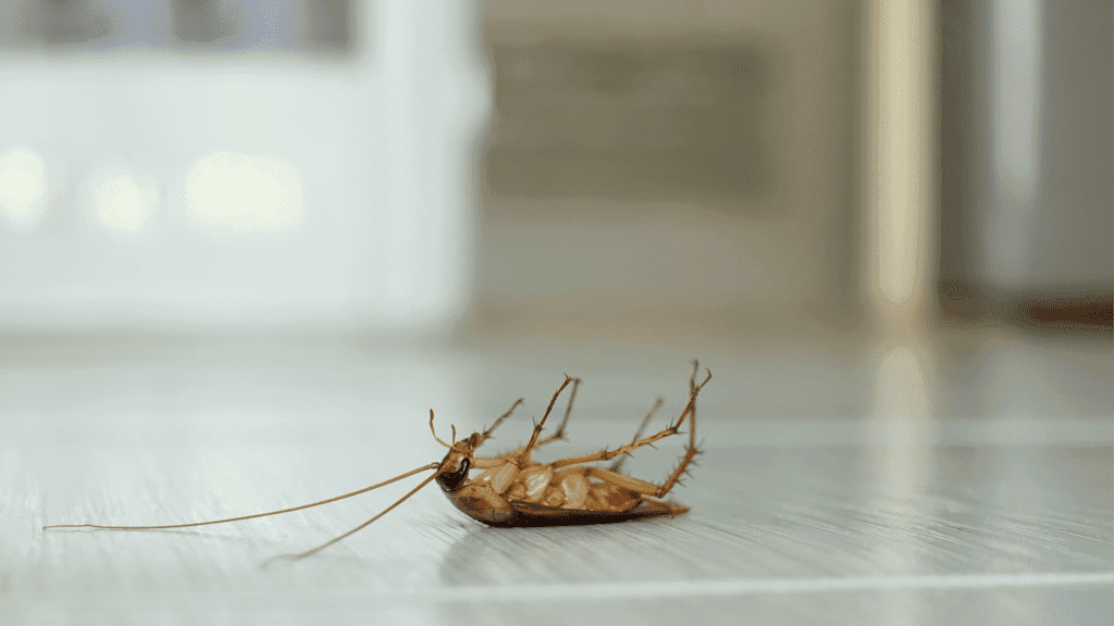 A dead cockroach lies on its back on a smooth floor, long antennae extended and legs curled upward; blurred indoor background creates a stark tone.