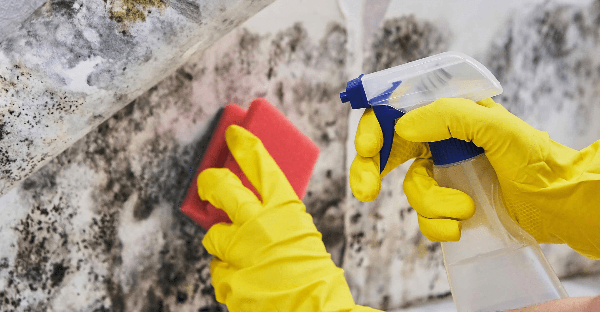 Hands wearing protective gloves spraying and scrubbing mold from a contaminated wall and pipe, demonstrating professional mold cleaning and surface treatment.