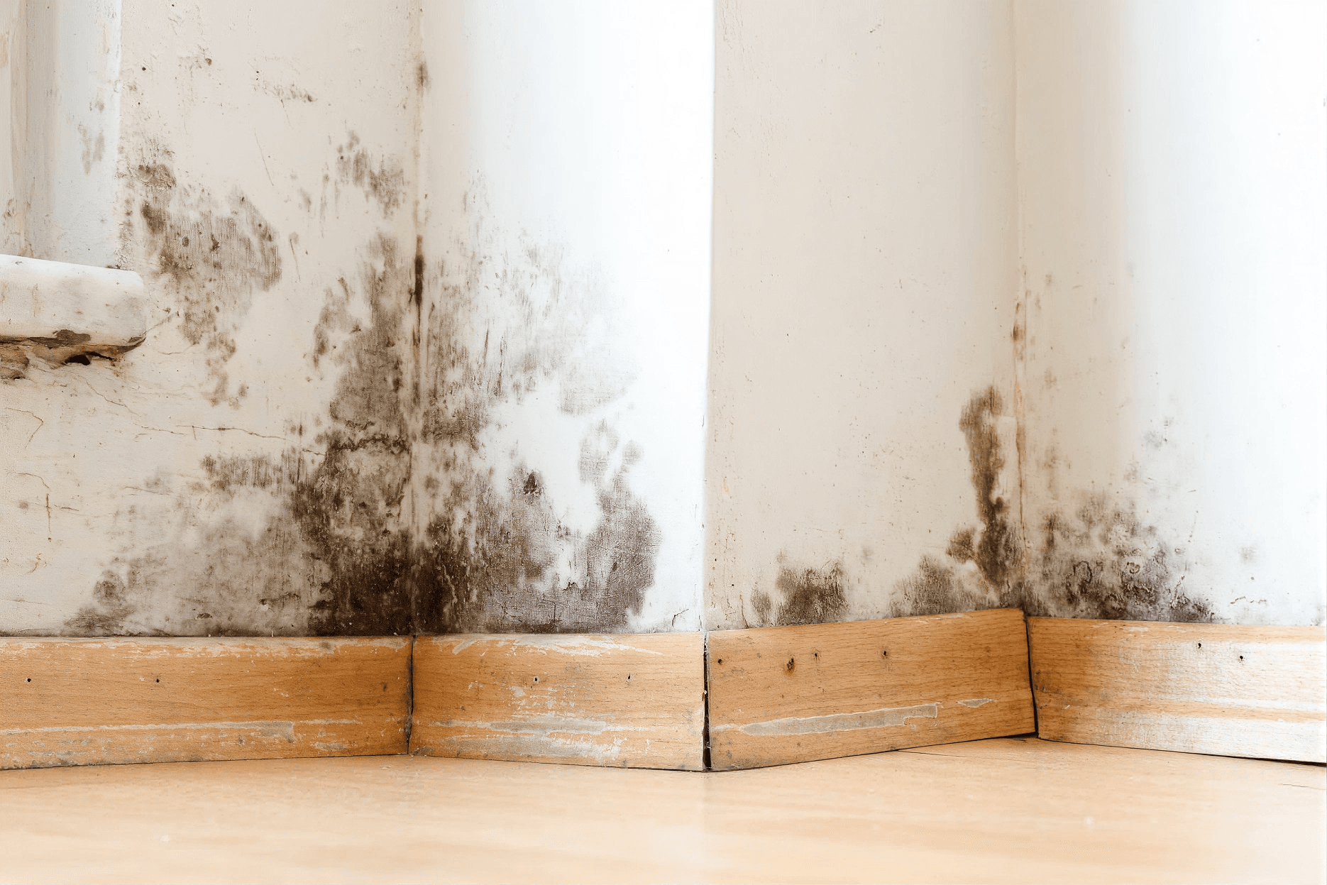 Black mold growth spreading along the lower portion of an interior wall, caused by prolonged moisture intrusion and requiring professional mold remediation to restore a safe, healthy living environment.