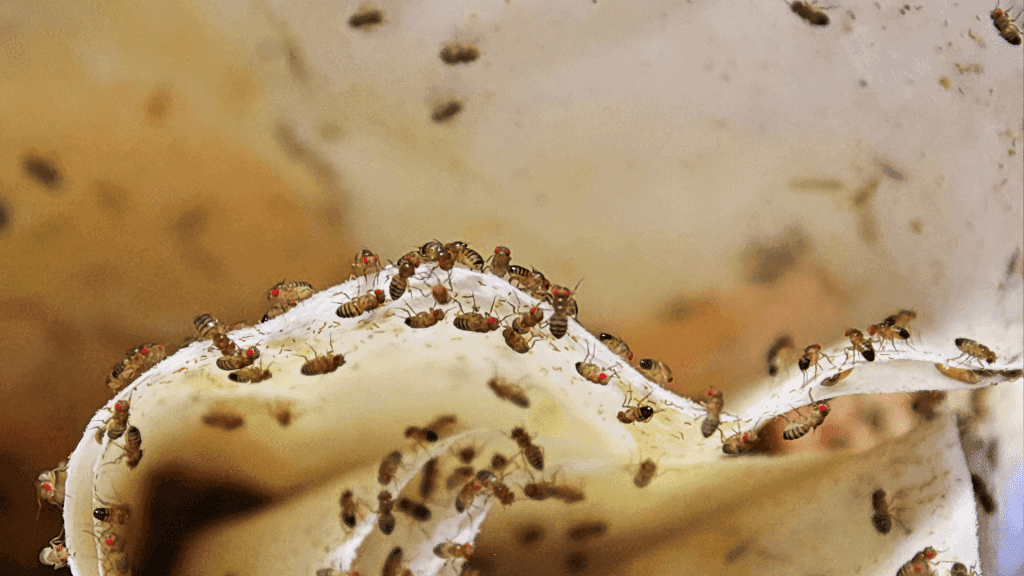 Fruit flies gathered on a food surface, showing a visible pest infestation.